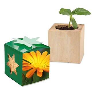 Pflanz-Holz Star-Box mit Samen - Ringelblume, 1 Seite gelasert