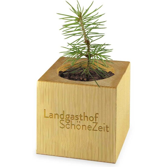 Pflanz-Holz Maxi Star-Box mit Samen - Thymian, 1 Seite gelasert