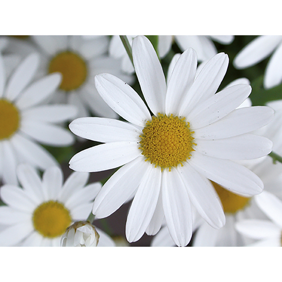 Florero-Töpfchen mit Samen - blau - Margerite