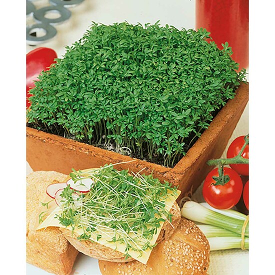 Samentütchen Mini - Standardpapier - Gartenkresse